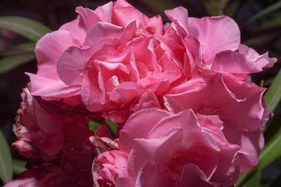 Nerium oleander